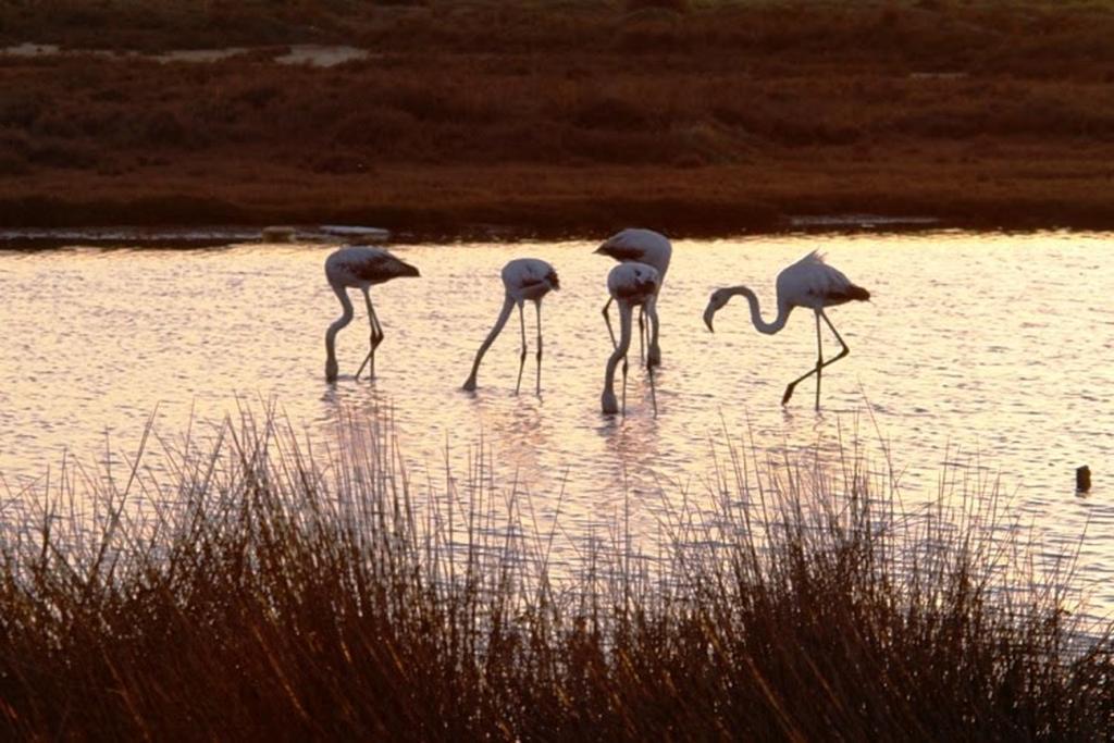 Dunas Do Alvor - Torralvor Esterno foto
